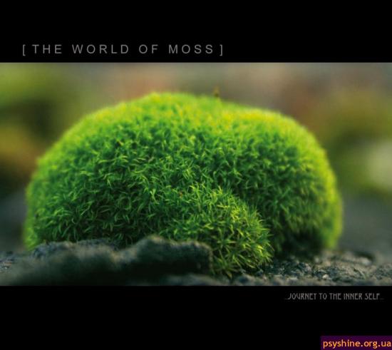 The World Of Moss..